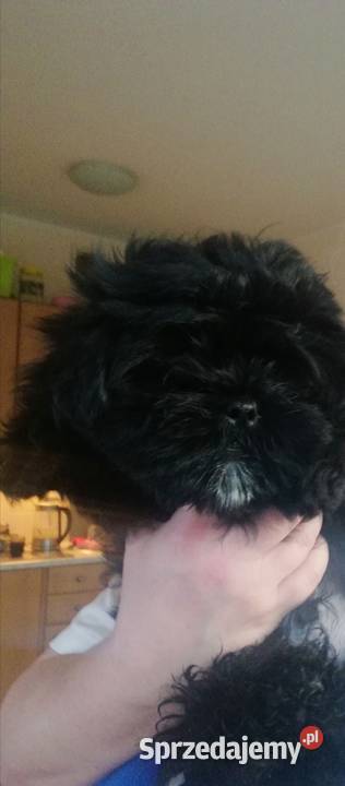 Shih tzu pieski i suczki Poznań
