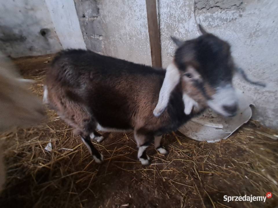 kozy anglolubinskie wielkopolskie Skarżyn