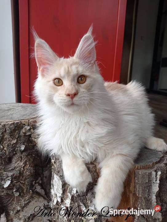 Duży kremowy dymny kocurek Maine Coon FPL mazowieckie Warszawa