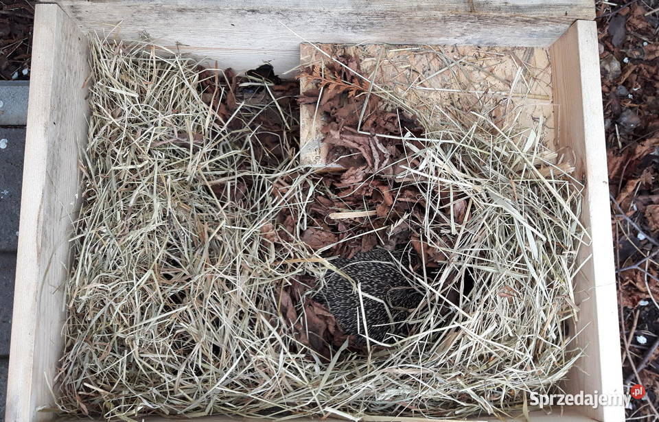 Budka lęgowa schron domek jeża 50 x 40 zachodniopomorskie Sławno sprzedam