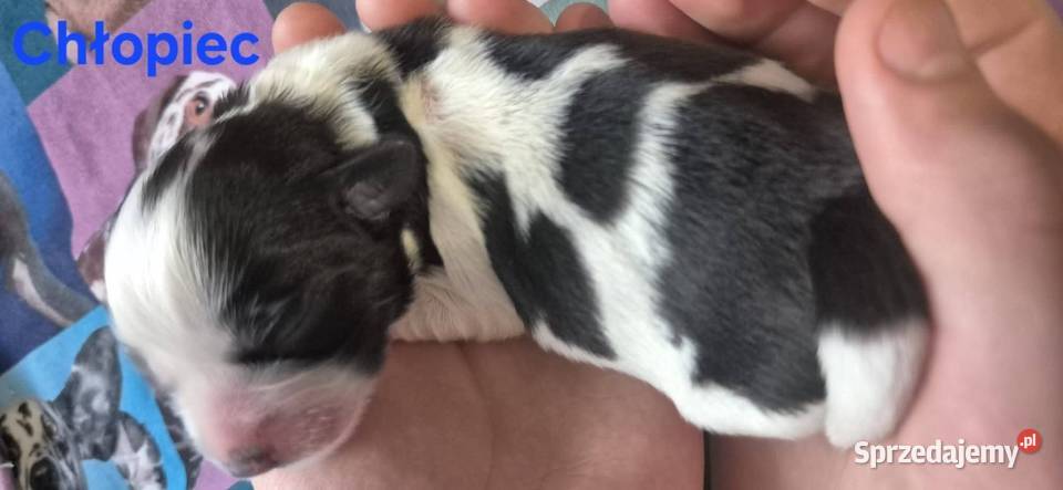 Do Rezerwacji Szczenięta Morkie Konin