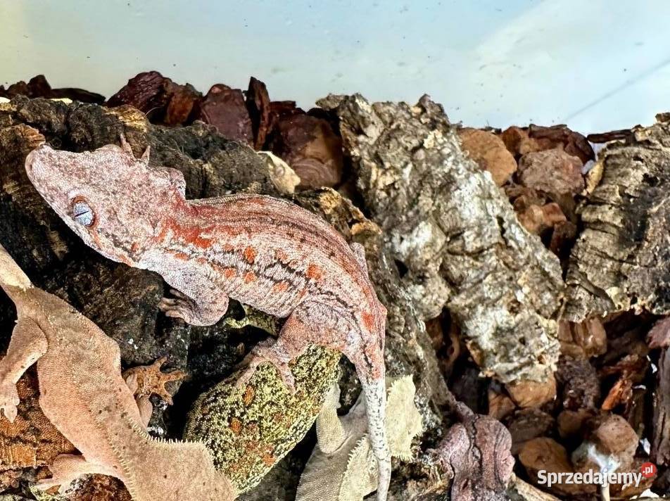 Gekon uszasty gargulcowy Rhacodactylus Bielsko-Biała