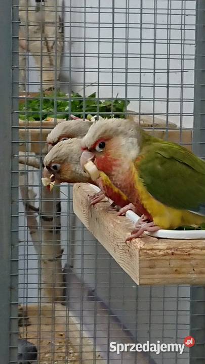 Rudosterki zielonolice Pineapple Ptaki dolnośląskie Złotoryja