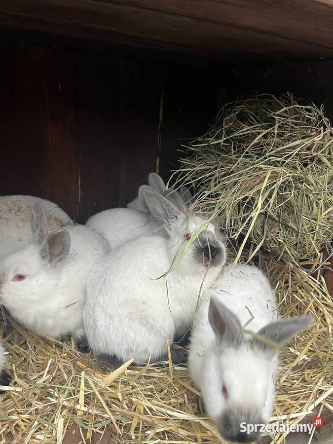 Kalifornie młode Sławin