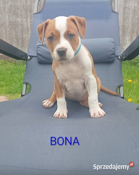 American Staffordshire Terrier Sokoły