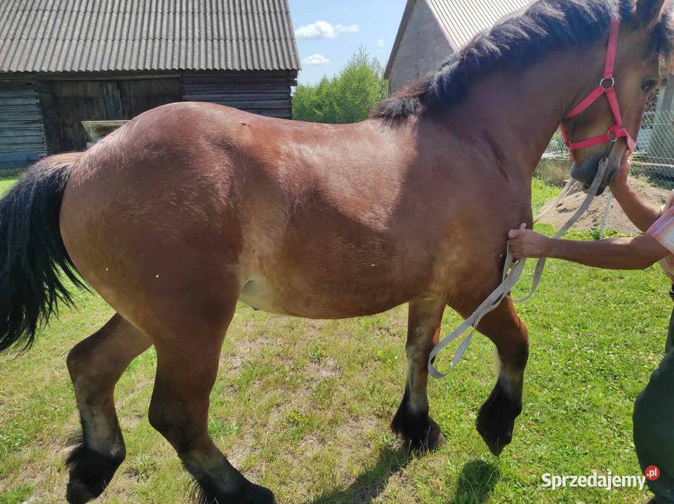 Sprzedam klacz rasy sokólskiej podlaskie Czyże