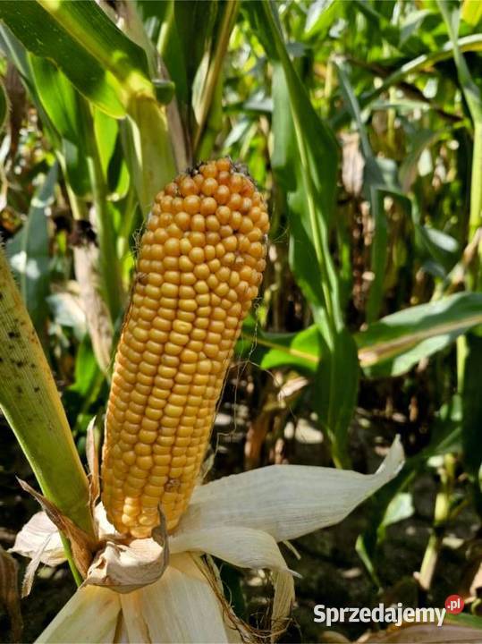 Nasiona kukurydzy sprzedam