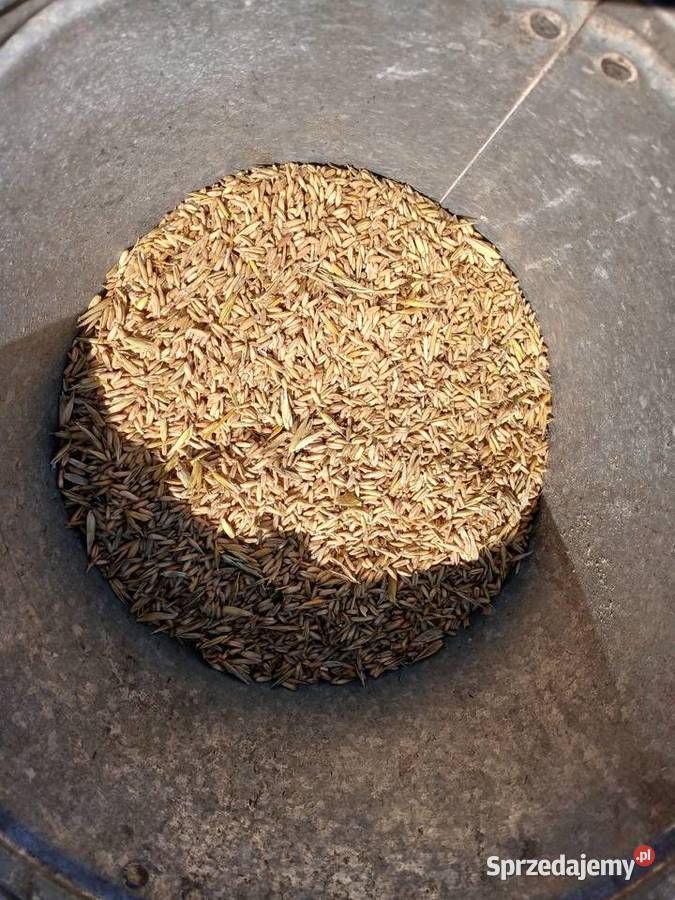 Owies bezluskowy Produkcja roślinna Chełm