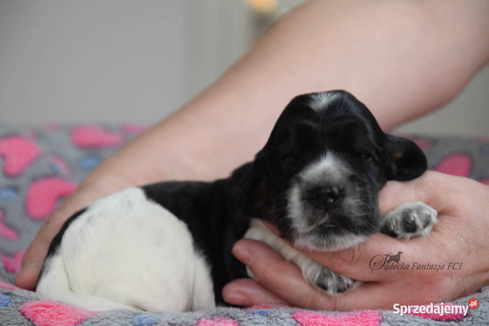 Cocker Spaniel Angielski szczenięta FCI Nowy Sącz sprzedam
