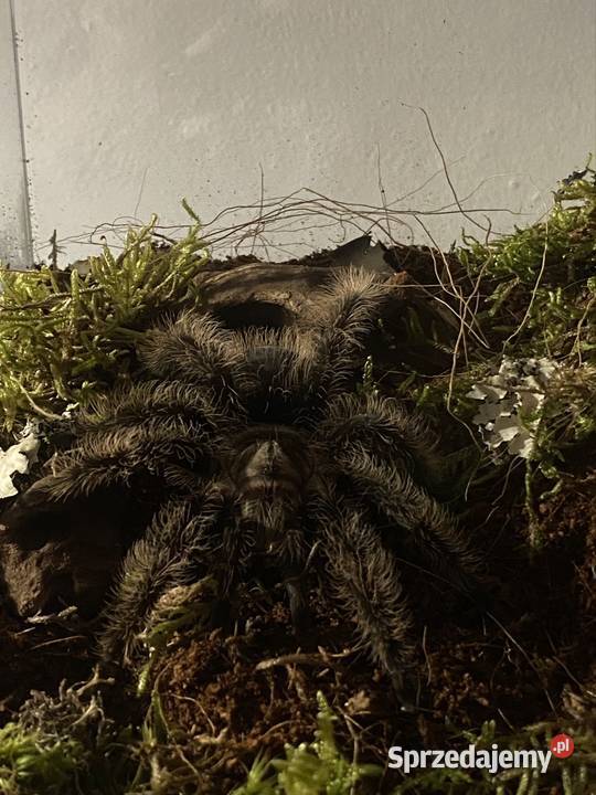 pająk ptasznik kedzierzawy samica tliltocatl Gady i płazy śląskie