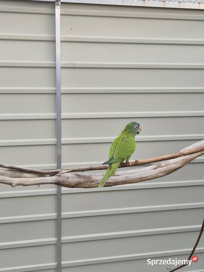 Konura niebieskoczelna Rakoniewice