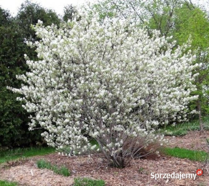 ŚWIDOŚLIWA OLCHOLISTA Henywood sadzonki w Ustronie