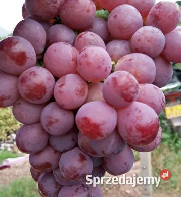 Zestaw 7 najnowszych odmian bezpestkowych Łazy Brzyńskie