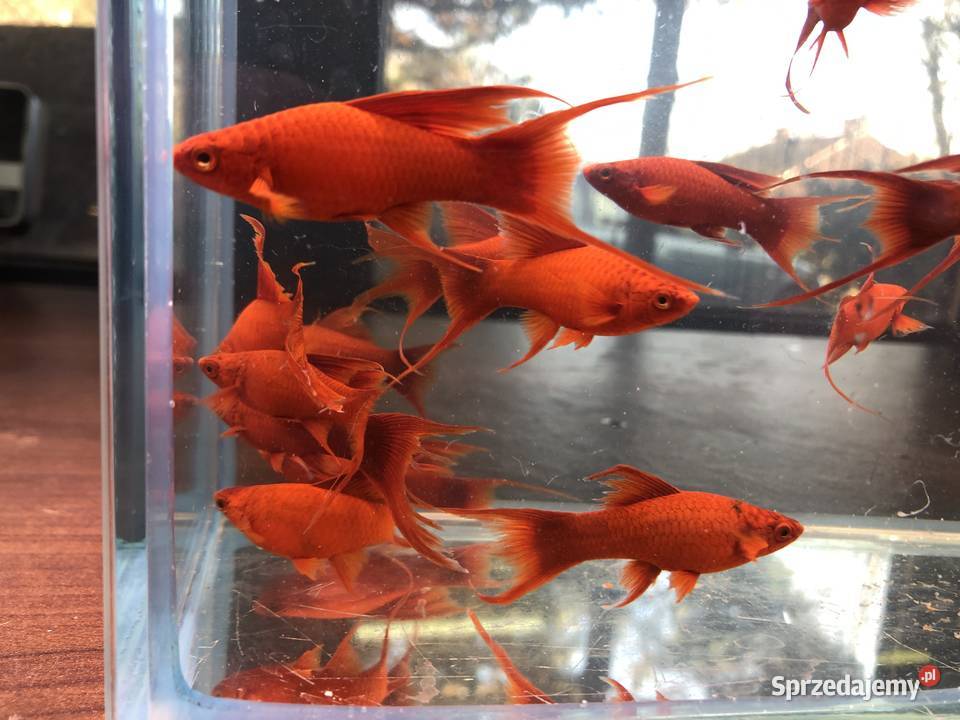 Mieczyk Lira samica ładne Justynów