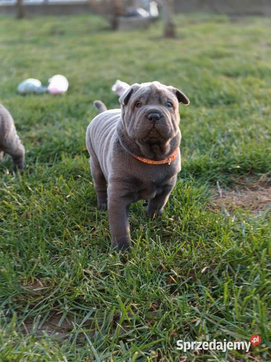 Szczenięta shar pei rodowód Pozostałe Wyszków