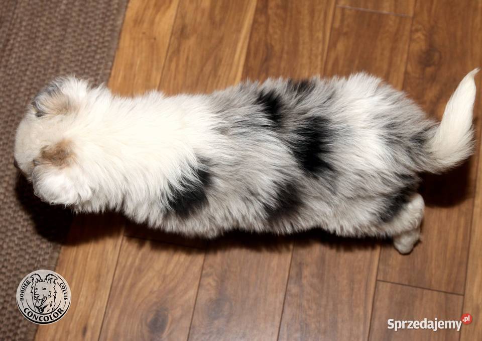 Border Collie coli szczeniak Blue Merle tricolor