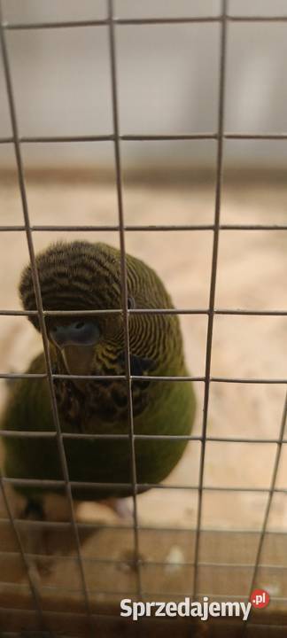 Samiec Black Face dolnośląskie Wąsosz