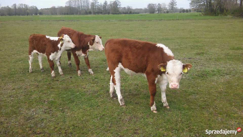 byczki 45 msc odsadki małe Hereford Łęg Baliński