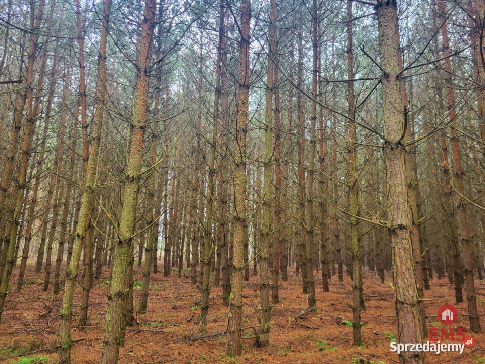 Działka 32000m2 Dubicze Cerkiewne sprzedam