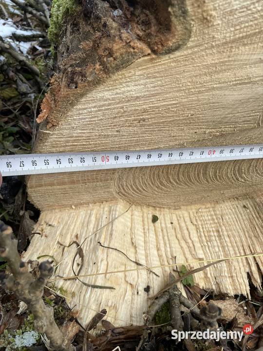 Jesion Kłoda Pniak 7 i 8M długości 60 średnica sprzedam