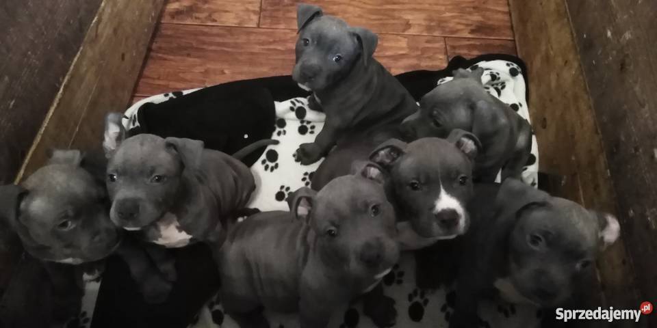 Obroża Pitbull Blue szczenięta Rypin