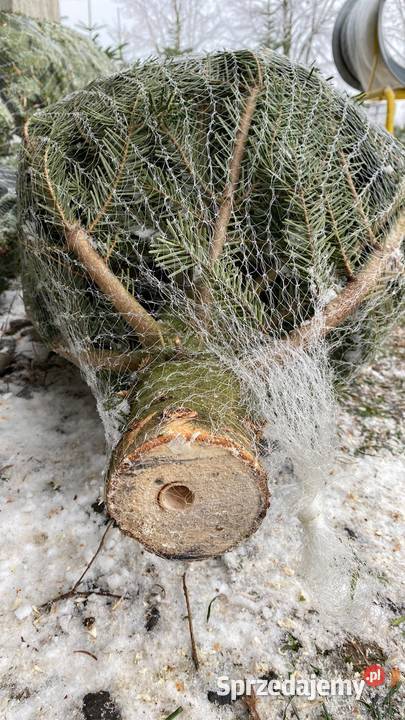 Jodła kaukaska Choinki Leszno Duży wybór Niskie odcienie zieleni