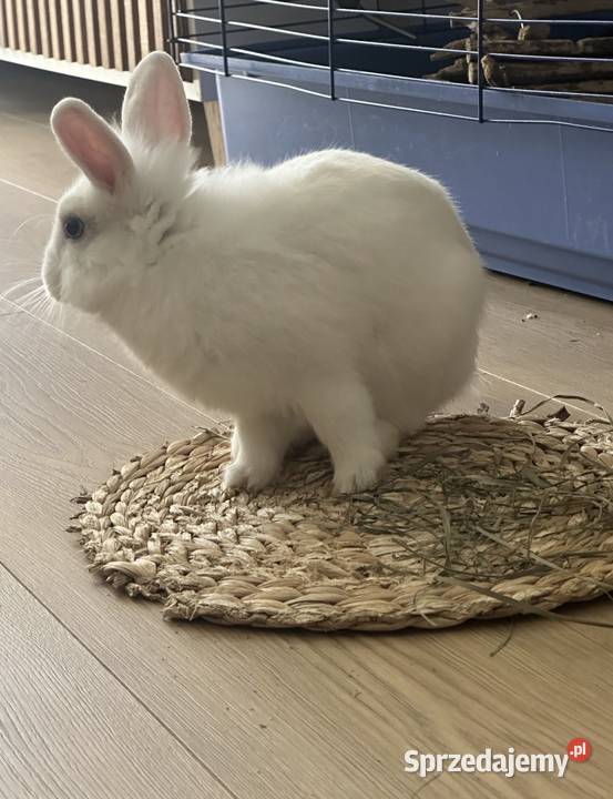 Oddam króliki w ręce pomorskie Rumia