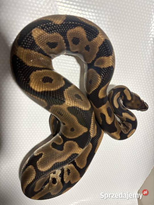 Python regius pyton królewski samica Kraków