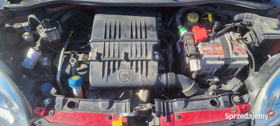 Panda z lpg Tarnobrzeg