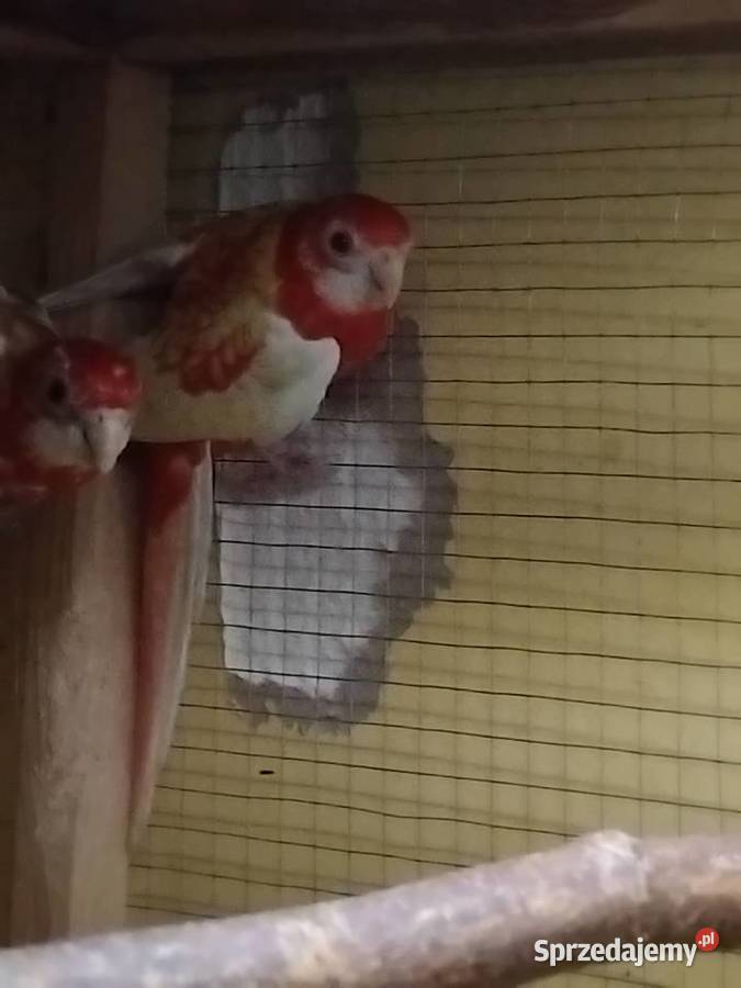 Sprzedam Papugi kolorowe Piaseczno