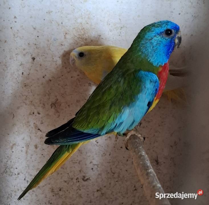 Papugi lakowki wspaniale
