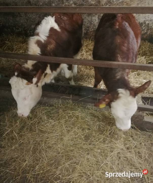 Sprzedam Jałówki Mięsne OdsadkiCielęta Czaryż