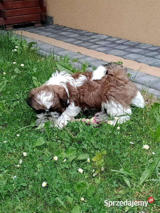 Szczeniak Shih tzu Jodłówka