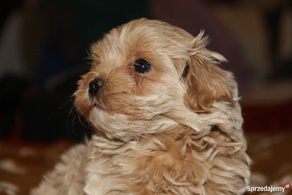 Maltipoo maltanczyk pudel toy piesek lubelskie