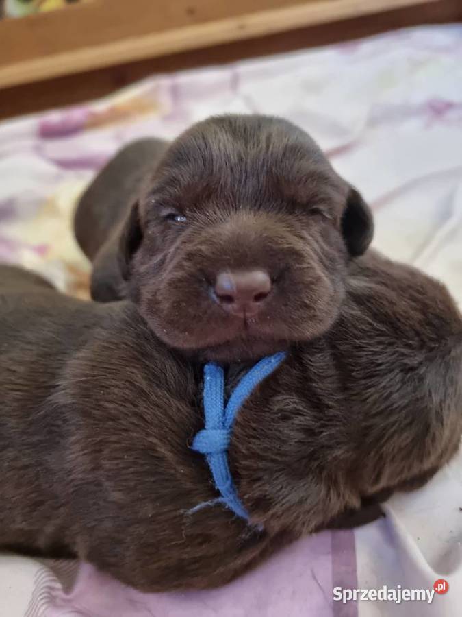 Szczęnieta Labrador Retriever FCI ZkwP oWrocław dolnośląskie