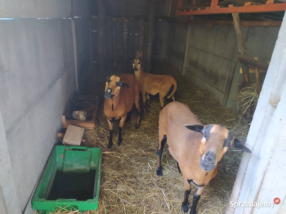 Sprzedam owce kameruńskie Owce świętokrzyskie