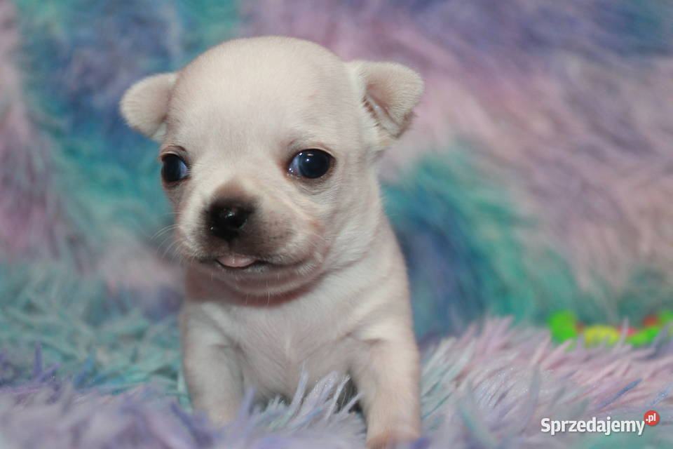 Chihuahua długowłosy chłopiec ZKwP FCI Prawdziwy zachodniopomorskie Świnoujście