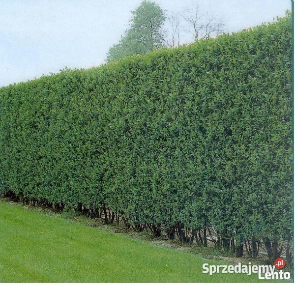 Biegły Ogrodnik Wolne terminy na jesienne