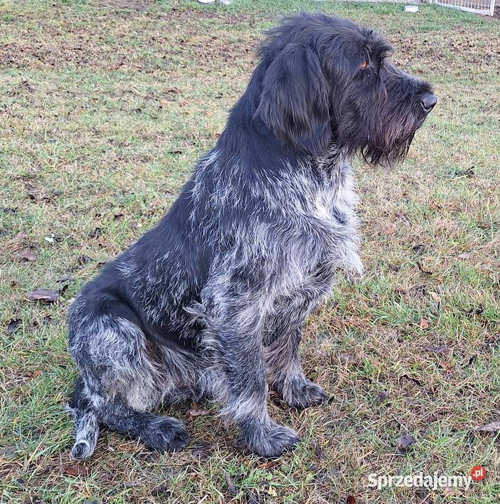 Wyżeł niemiecki szorstkowłosy polujący Tykocin