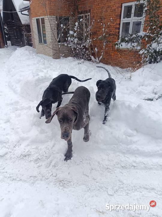 Dog niemiecki czarna suczka i błękitny samiec Psy Słopnice sprzedam