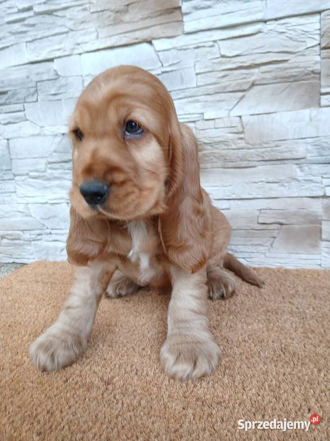 Śliczny piesek Cocker Spaniel Angielski Sieradz