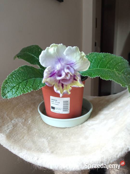 A może żyworódkę podlaskie Białystok