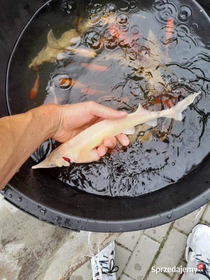 RYBY JESIOTRY ALBINOS SIEWRUGA SYBERYJSKI Kleczew