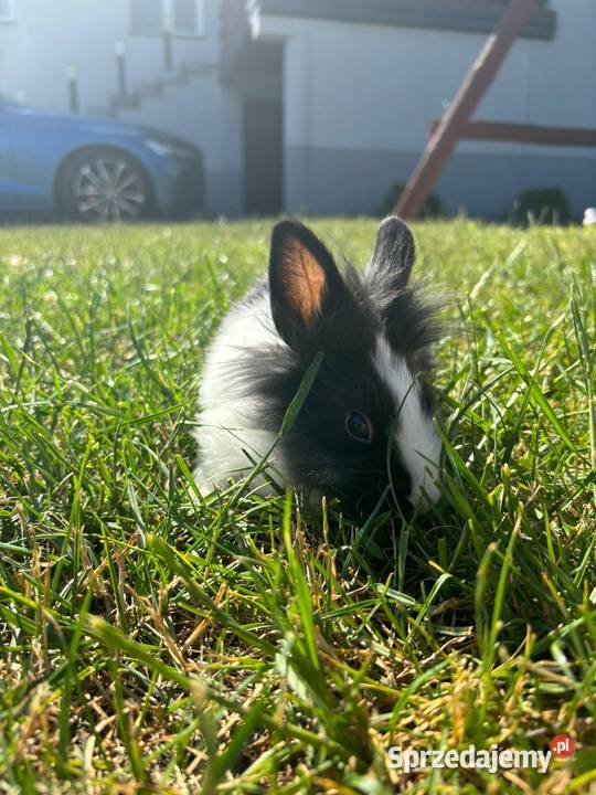 Króliki miniaturki Prywatna Hodowla