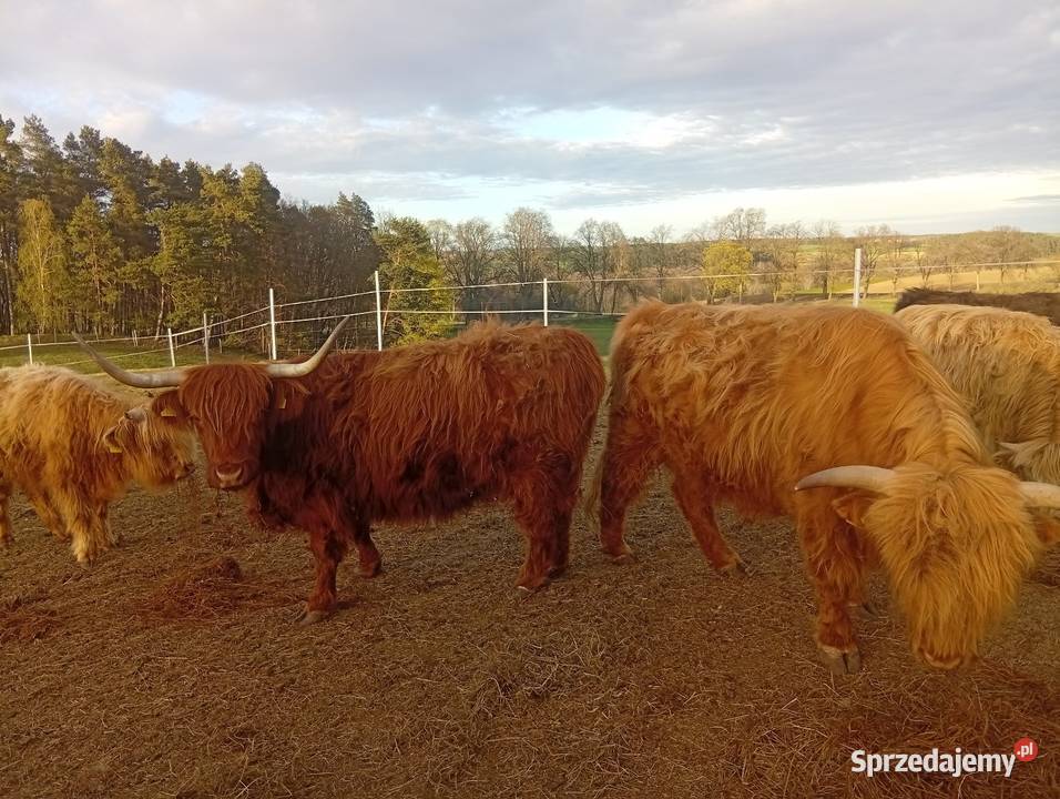 Krowy Highland stado 12 bydło mięsne szkockie