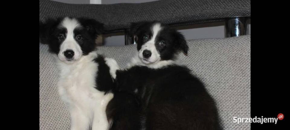 Sprzedam śliczne szczeniaki Border collie Radwan