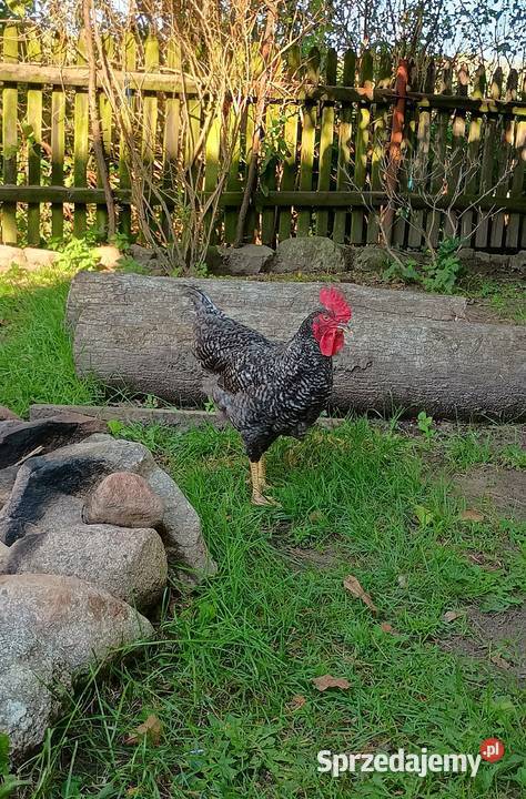Sprzedam młode koguty Ptaki