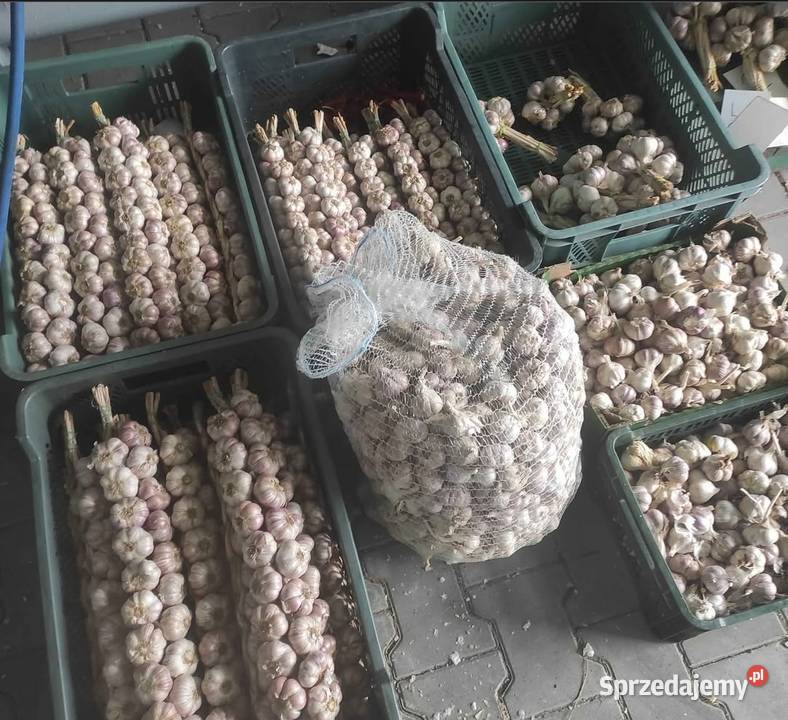 Czosnek Polski Zimowy Harnaś