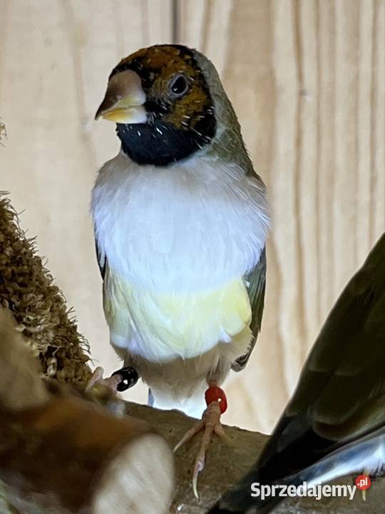 Amadyna wspaniała samiczka 2025r Ruda Śląska