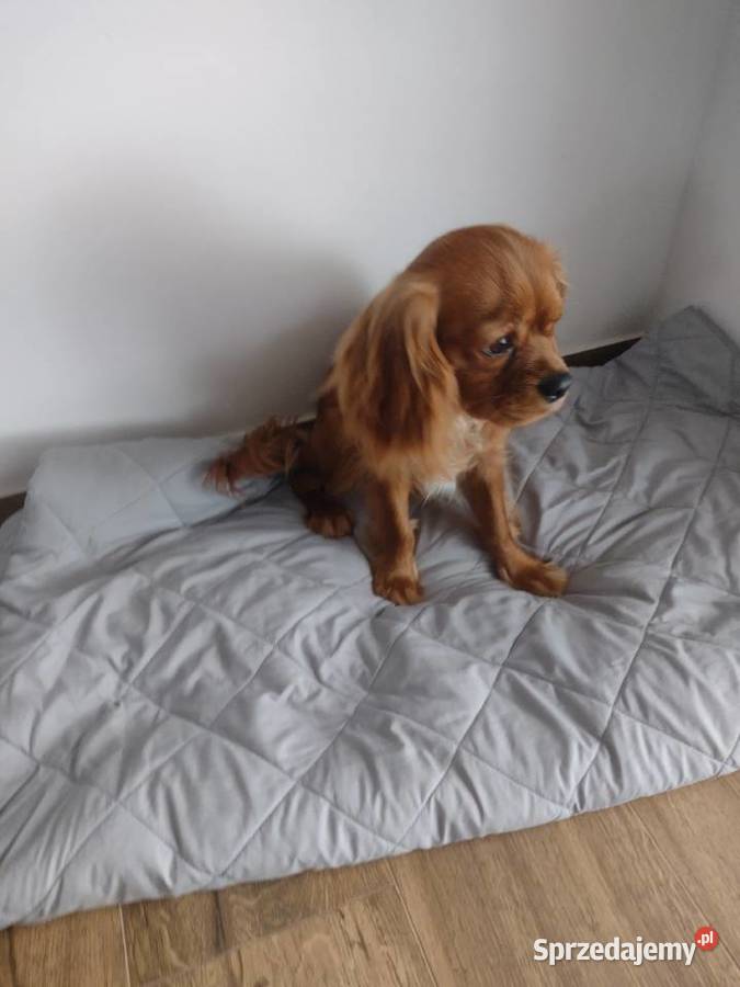Cavalier King Charles Spaniel samiec Wejherowo